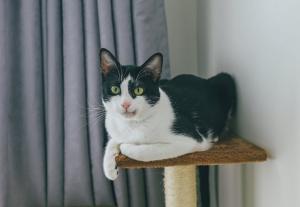 3 manieren hoe je een krabpaal voor een kat kunt verkopen